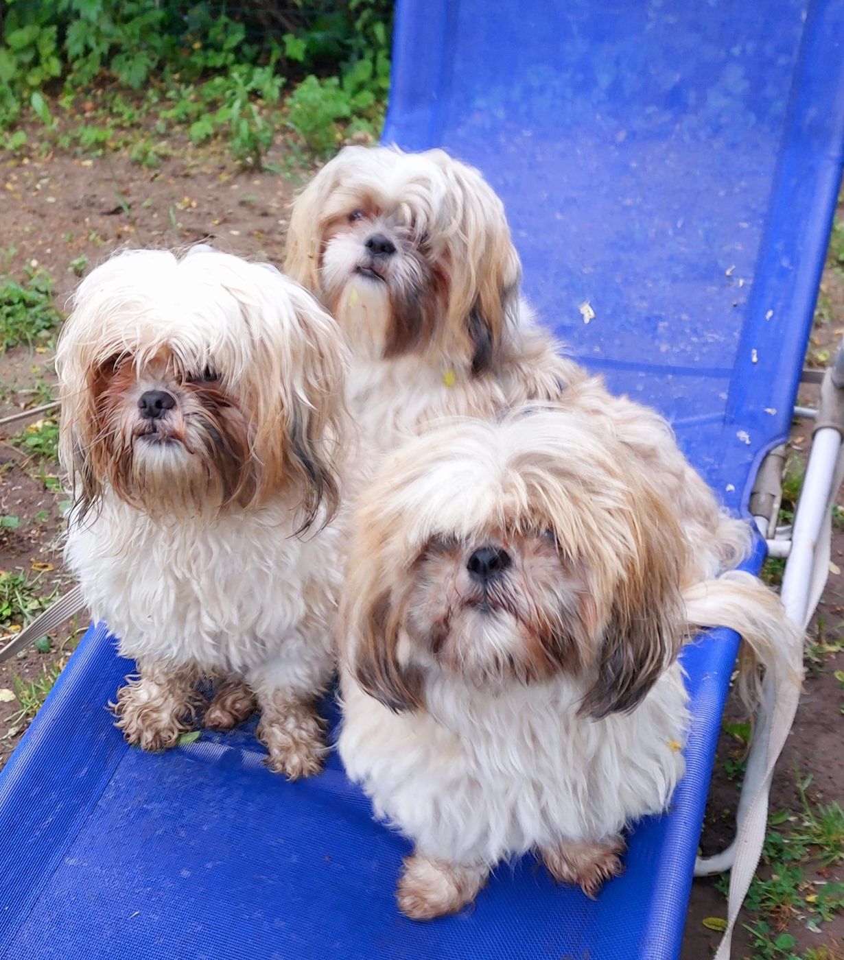 Lilly, Atze und Bobby